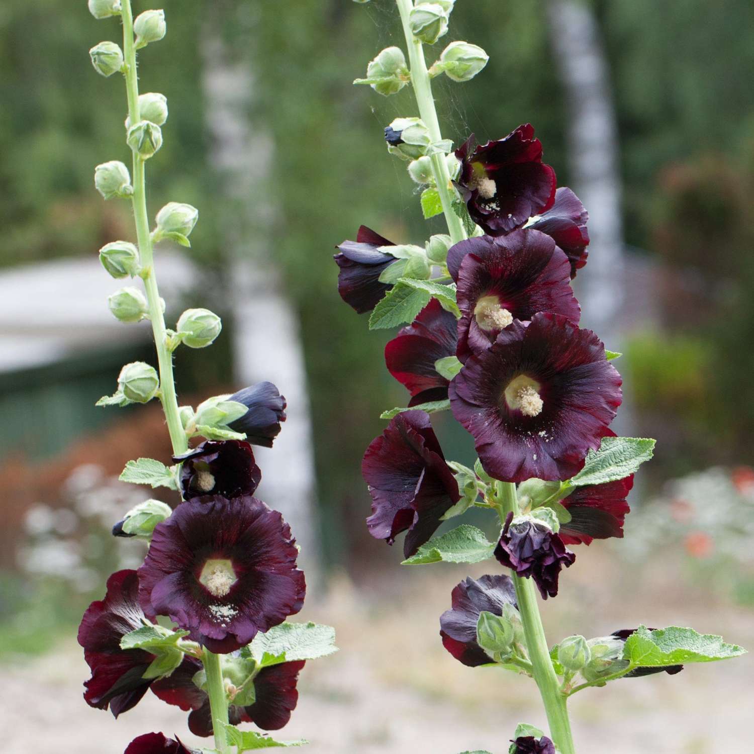 Stockrose ‘Nigra’